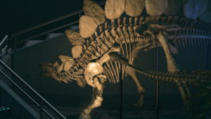 Animal Crossing New Horizons Fossil Prices List: How Much Your Prehistoric Discoveries Are Worth Animal Crossing New Horizons Fossils Screenshot