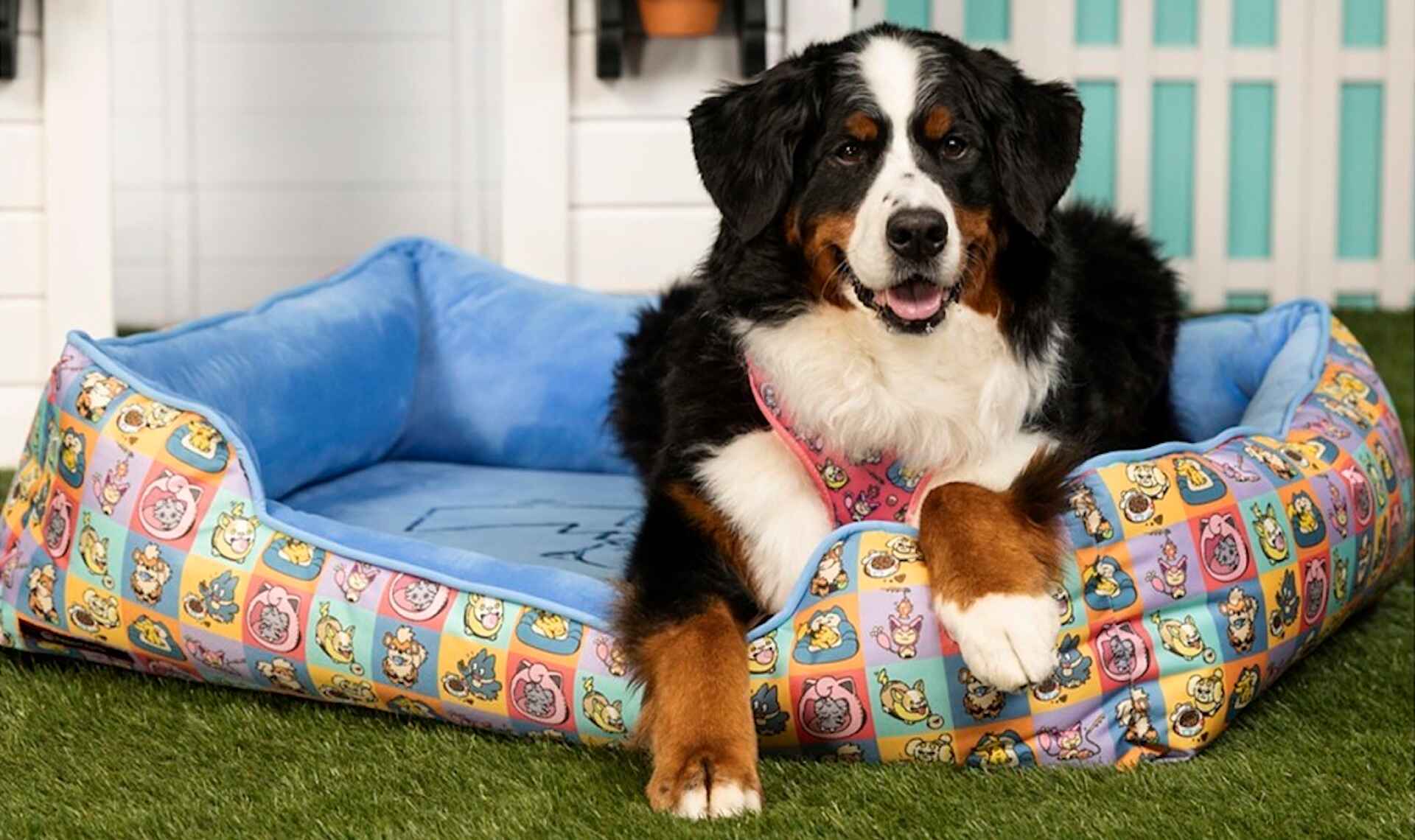 Pokémon Playful Partners Pet Accessories Launch on Pokémon Center — Official Pokémon Merchandise - Nintendo News Article